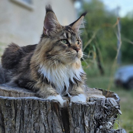 Ullalie And Popsi dust Femelle Maine coon