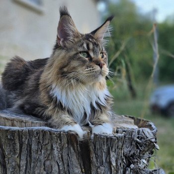 chat Maine coon brown ticked tabby bicolor Ullalie And Popsi dust chat Maine coon brown ticked tabby bicolor Ullalie And Popsi dust