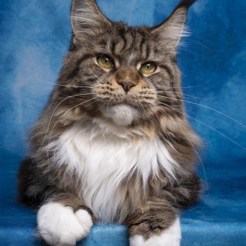 chat Maine coon brown ticked tabby bicolor Ullalie And Popsi dust