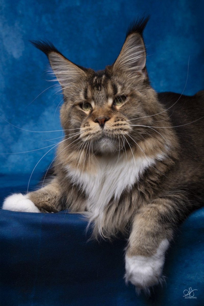 Ullalie And Popsi dust Femelle Maine coon