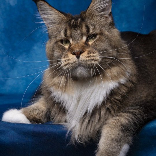 Ullalie And Popsi dust Femelle Maine coon