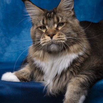 chat Maine coon brown ticked tabby bicolor Ullalie And Popsi dust