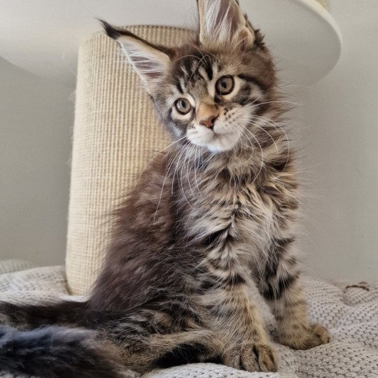 Ulli And Popsi dust Femelle Maine coon