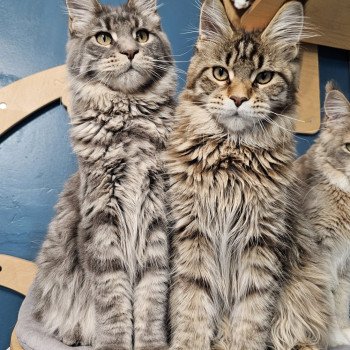 chaton Maine coon brown mackerel tabby Ulli And Popsi dust