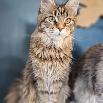 chaton Maine coon brown mackerel tabby Ulli And Popsi dust