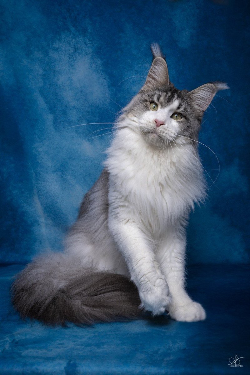 Umeïko and Popsi dust And Popsi dust Mâle Maine coon