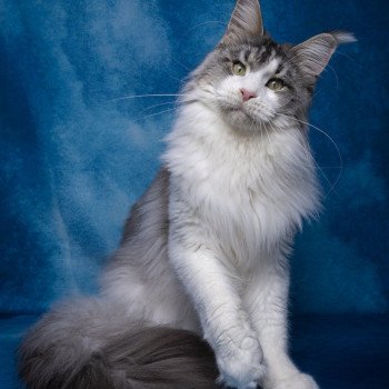 Umeïko and Popsi dust And Popsi dust Mâle Maine coon