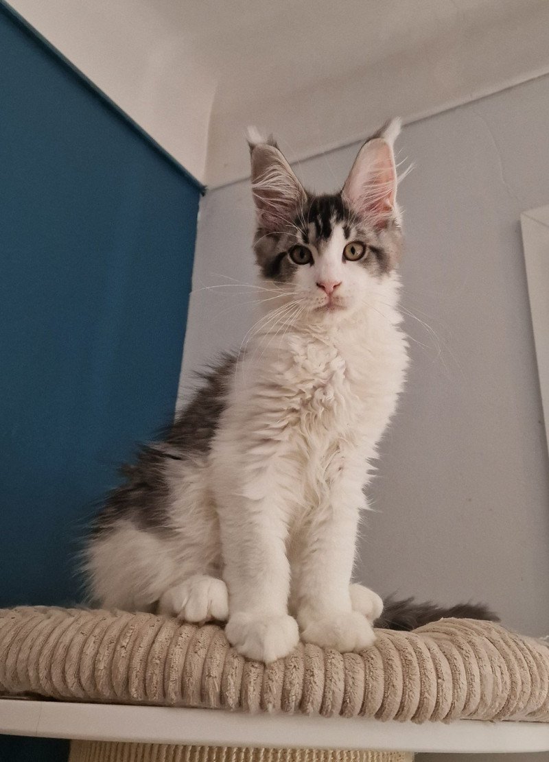 Umeïko and Popsi dust And Popsi dust Mâle Maine coon