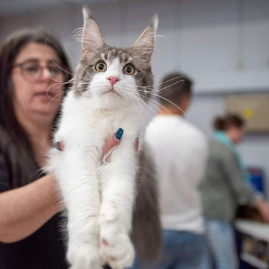 Unlimited love And Popsi dust Mâle Maine coon