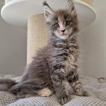 chaton Maine coon blue tortie ticked tabby Unzile And Popsi dust