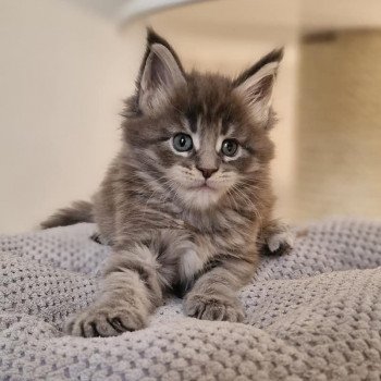 chaton Maine coon blue mackerel tabby Upsa And Popsi dust