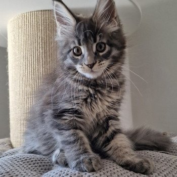 chaton Maine coon blue mackerel tabby Upsa And Popsi dust