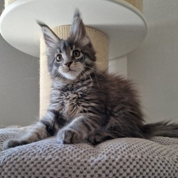 chaton Maine coon blue mackerel tabby Upsa And Popsi dust