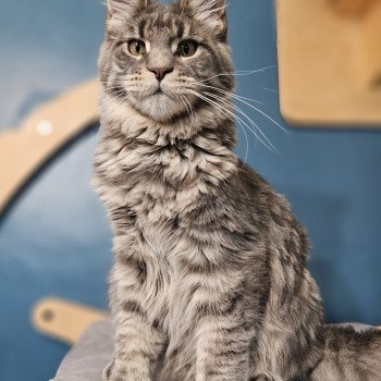 chaton Maine coon blue mackerel tabby Upsa And Popsi dust