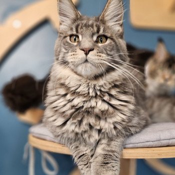 chaton Maine coon blue mackerel tabby Upsa And Popsi dust