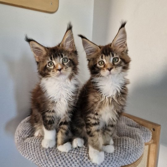 Uzuri And Popsi dust Femelle Maine coon