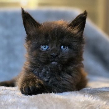 chaton Maine coon black bicolor W0tz Goin'On And Popsi dust
