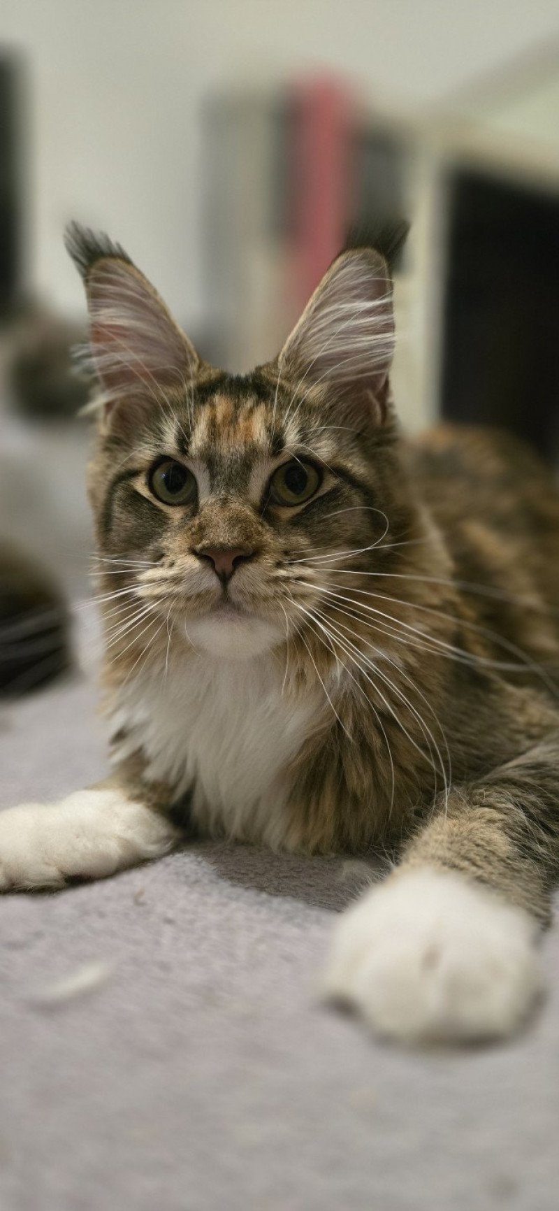Warum And Popsi dust Femelle Maine coon