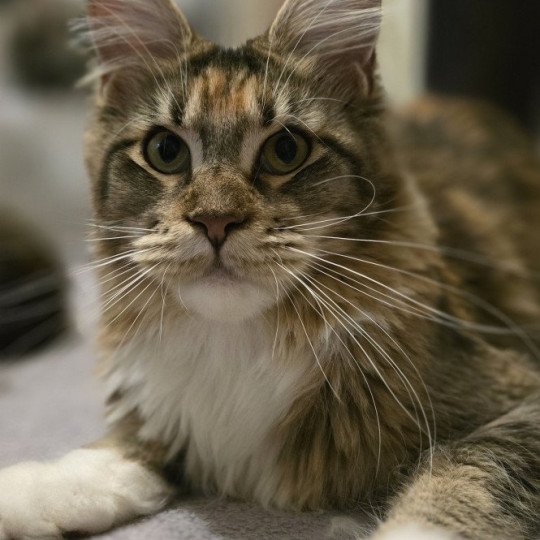 Warum And Popsi dust Femelle Maine coon