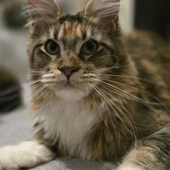 chaton Maine coon brown tortie ticked tabby & blanc Warum And Popsi dust chaton Maine coon brown tortie ticked tabby & blanc Warum And Popsi dust