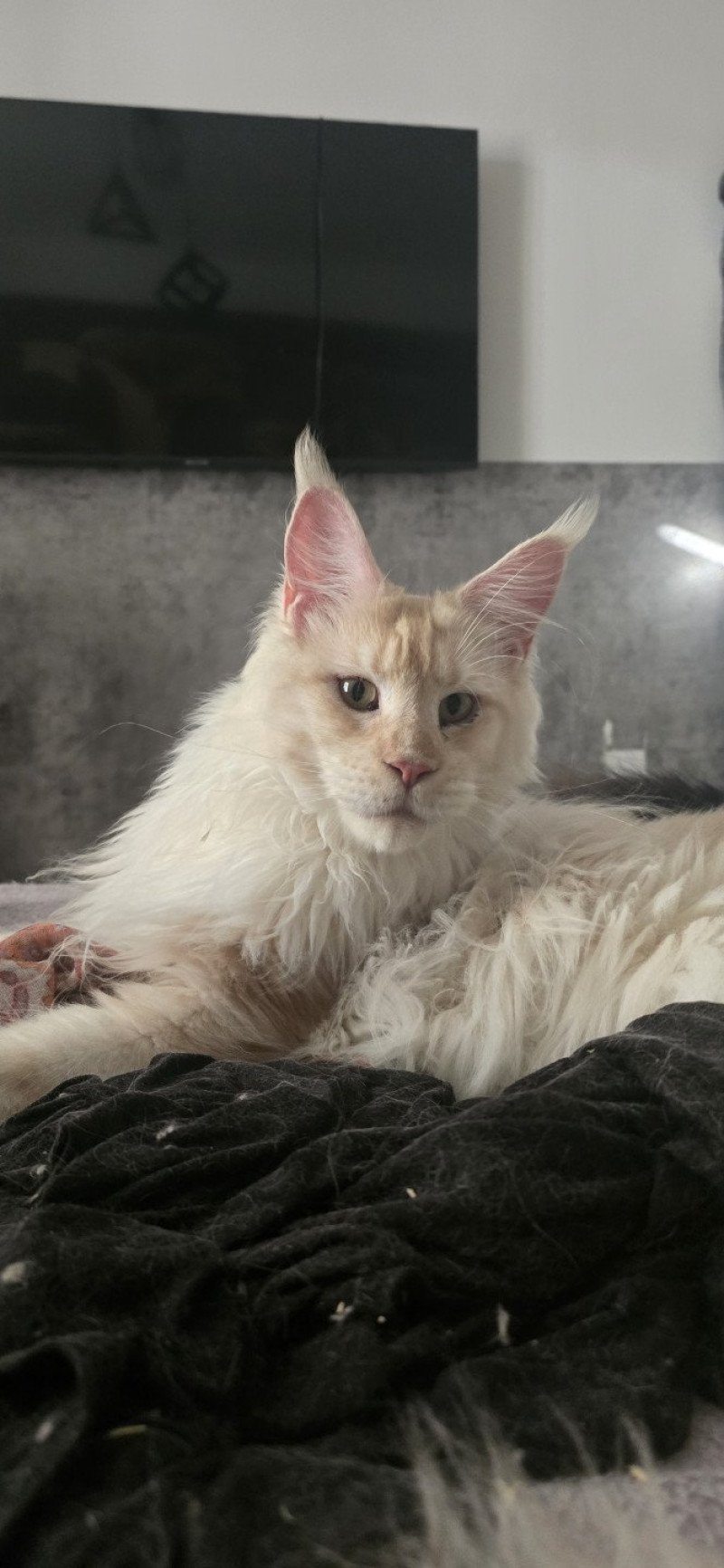 Weasley Gorges And Popsi dust Mâle Maine coon