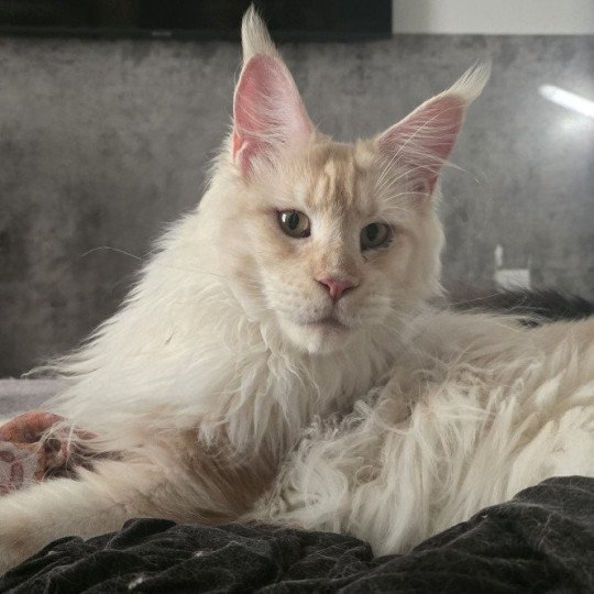 Weasley Gorges And Popsi dust Mâle Maine coon