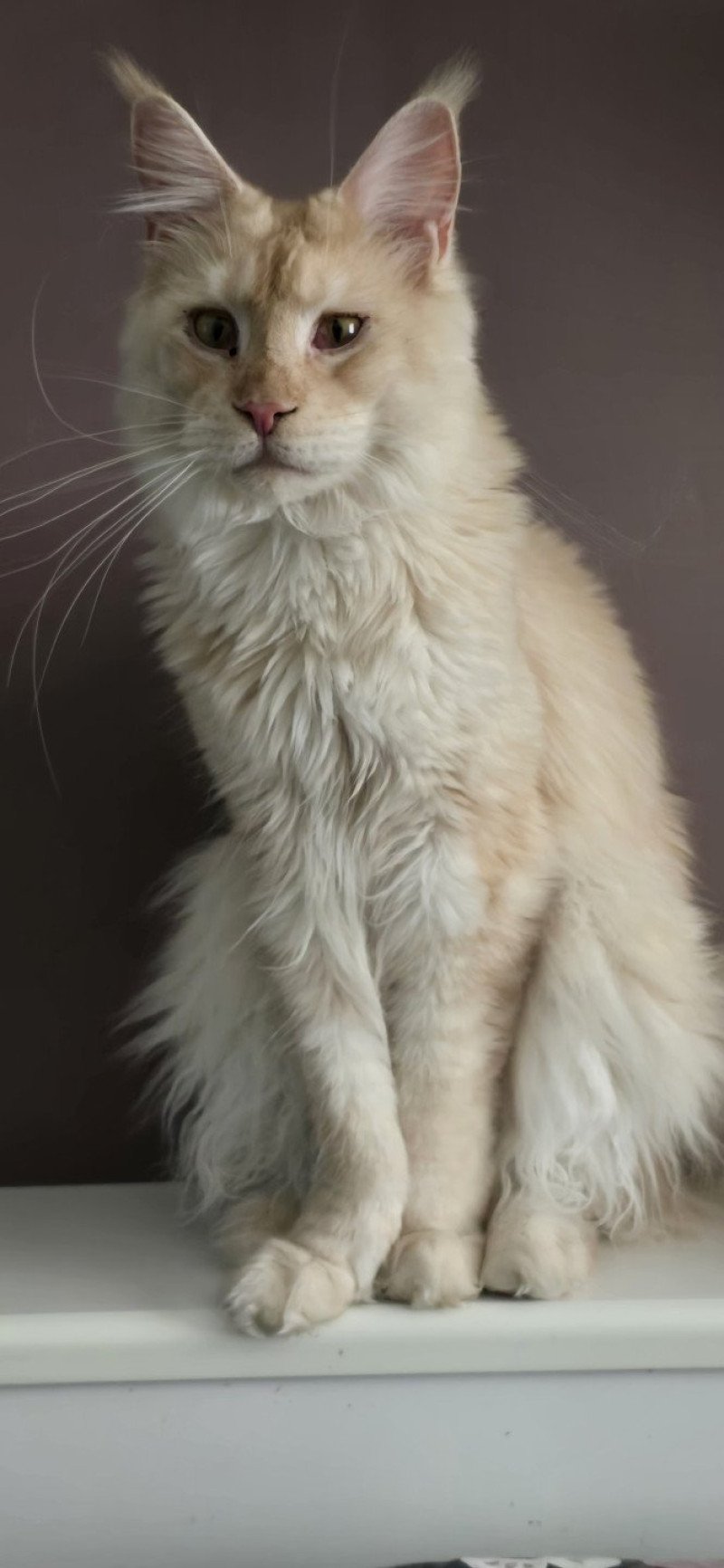 Weasley Percy And Popsi dust Mâle Maine coon