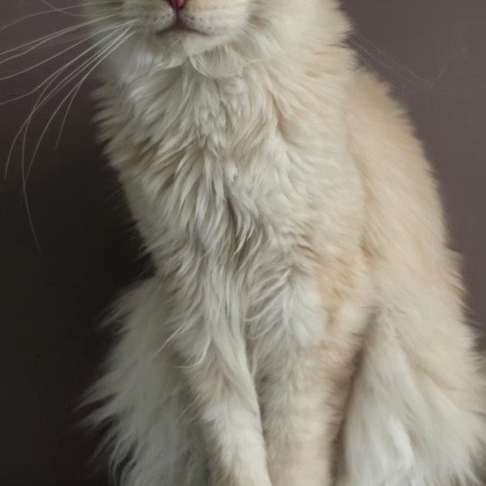 Weasley Percy And Popsi dust Mâle Maine coon