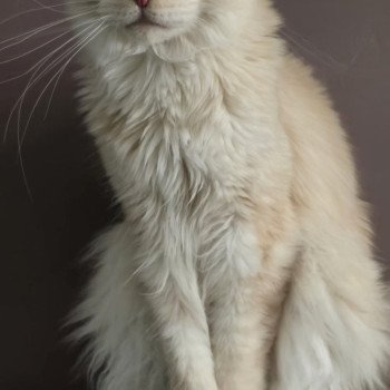 chaton Maine coon red silver blotched tabby Weasley Percy And Popsi dust
