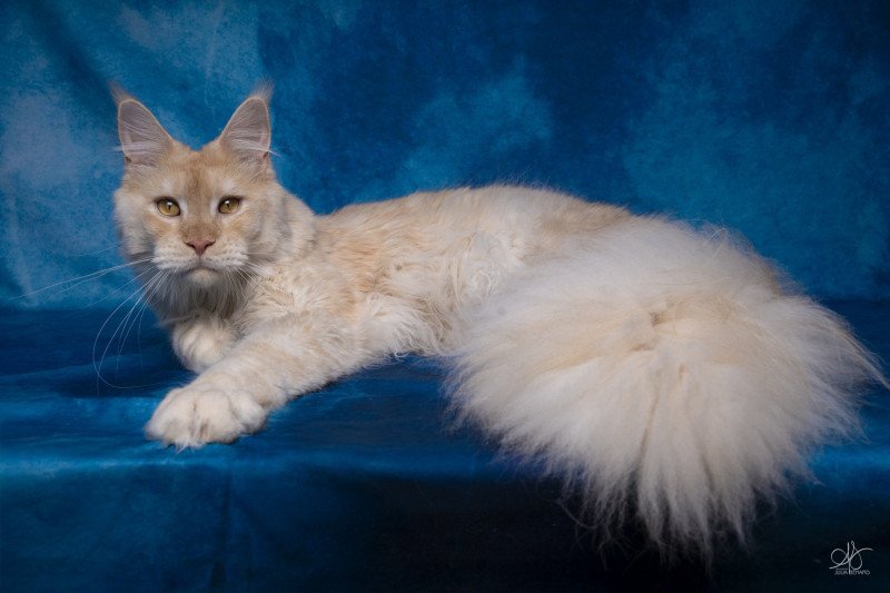 Weasley Percy And Popsi dust Mâle Maine coon