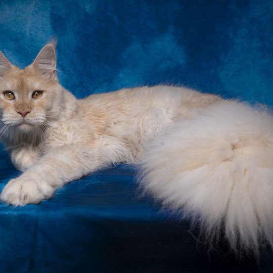 Weasley Percy And Popsi dust Mâle Maine coon