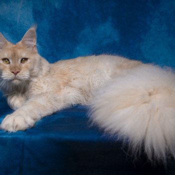 chaton Maine coon red silver blotched tabby Weasley Percy And Popsi dust