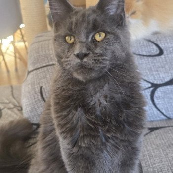 chaton Maine coon blue Wingardium leviosa And Popsi dust chaton Maine coon blue Wingardium leviosa And Popsi dust