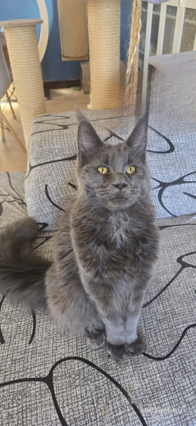 Wingardium leviosa And Popsi dust Femelle Maine coon Wingardium leviosa And Popsi dust Femelle Maine coon