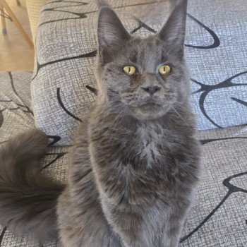 chaton Maine coon blue Wingardium leviosa And Popsi dust chaton Maine coon blue Wingardium leviosa And Popsi dust