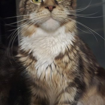 chaton Maine coon brown blotched tabby & blanc Yappee And Popsi dust chaton Maine coon brown blotched tabby & blanc Yappee And Popsi dust