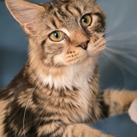 Yappee And Popsi dust Femelle Maine coon