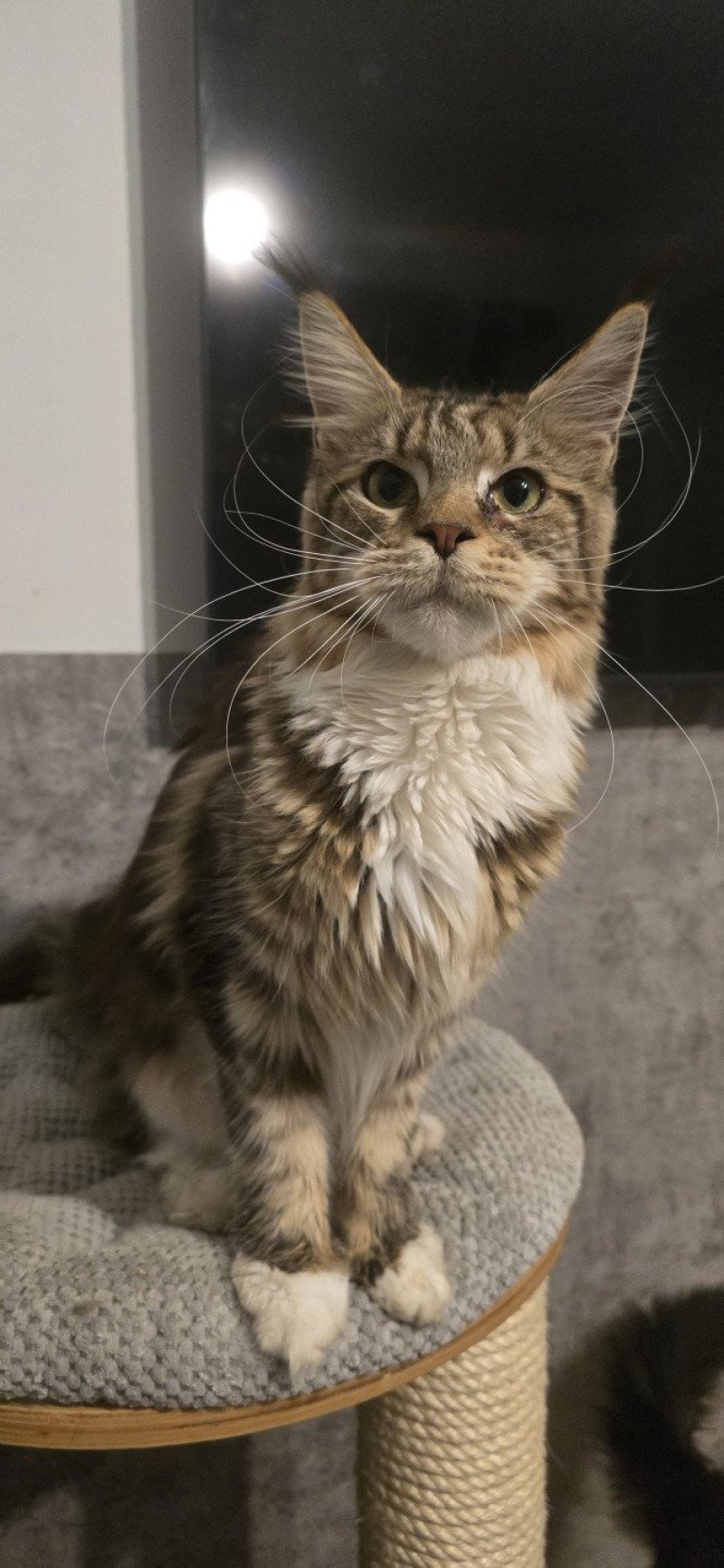 Yappee And Popsi dust Femelle Maine coon