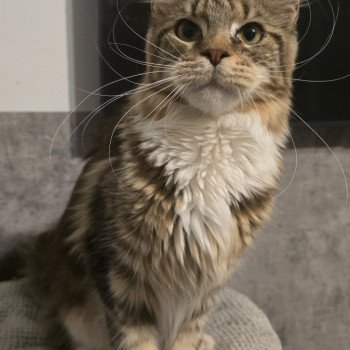 chaton Maine coon brown blotched tabby & blanc Yappee And Popsi dust chaton Maine coon brown blotched tabby & blanc Yappee And Popsi dust